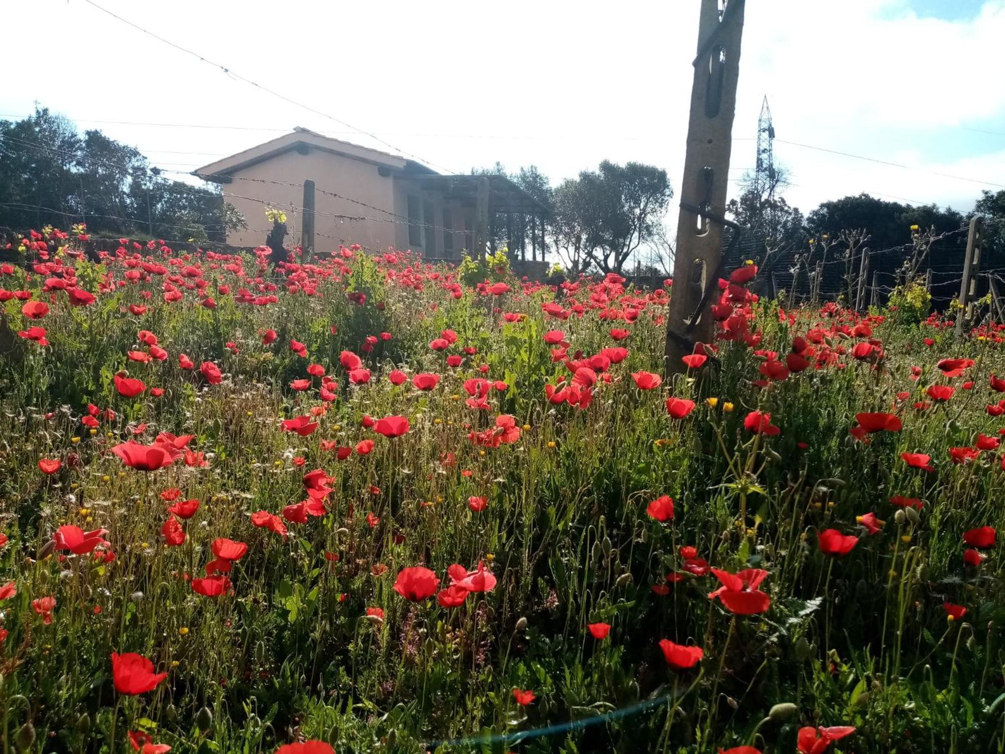 אפרטהוטל Rio dellʼElba La Chiusa Di Rio מראה חיצוני תמונה